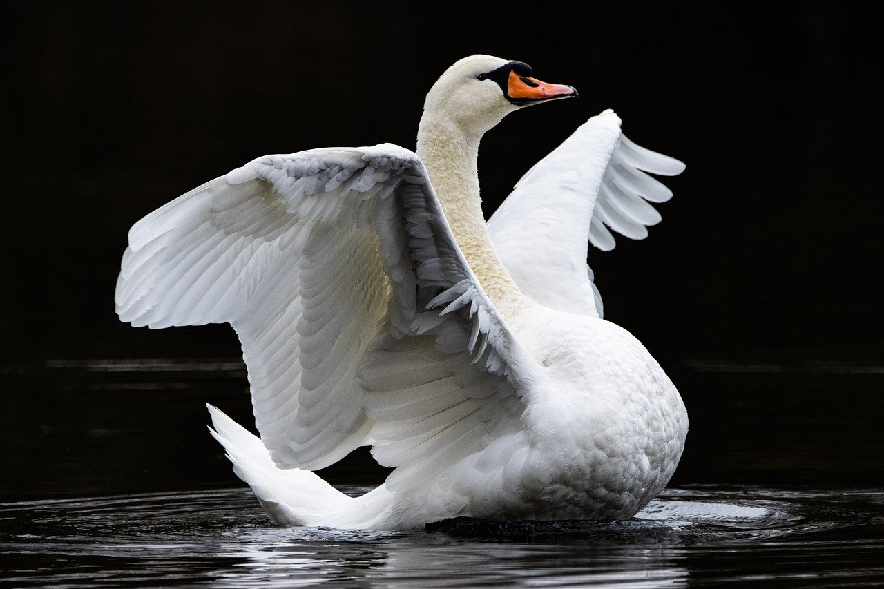 swan, bird, feathers-7619753.jpg